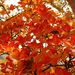 20061015_tsugaiketrip_07